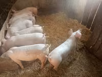 母猪, Pigs — 照片 4