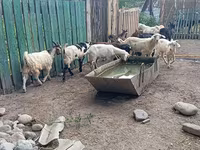 Bak, Pomellata goat — 6. fotó