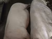 母猪, Pigs — 照片 1