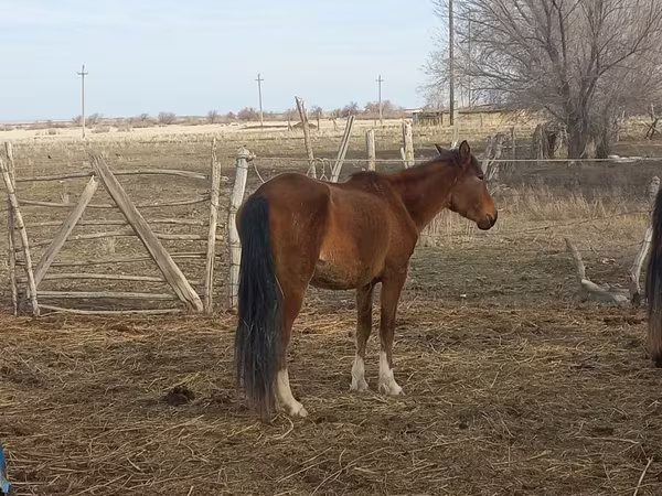 Kanca, Kazakh horse