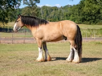घोड़ा, Gypsy horse — फ़ोटो 6