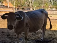 Cow, Charolais cattle — photo 3