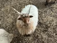 Kos, Racka sheep — 1. fotó