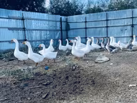 Geese — फ़ोटो 2