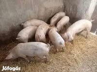 Süldőanya, Sertések — 3. fotó