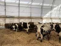 Krava, Swiss cattle — foto 2