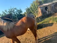 Бие, Hungarian horse breed — 2-сурет