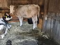 Vaca, Simmental cattle — foto 2