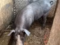 公猪, Pigs — 照片 7