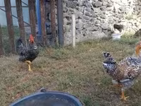 bantam japonais — photo 8