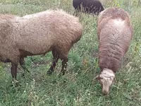 Goat, Goats — photo 7