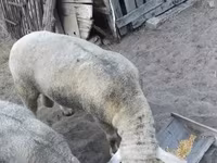 Kos, Ile-de-France sheep — 5. fotó