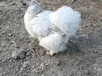Danish hen — photo 4