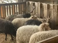 Kos, Racka sheep — 4. fotó