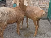 Qoyun, Arashan sheep — foto 1