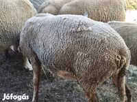 Widder, Ile-de-France sheep — Foto 6