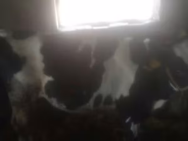 母牛, Cattle