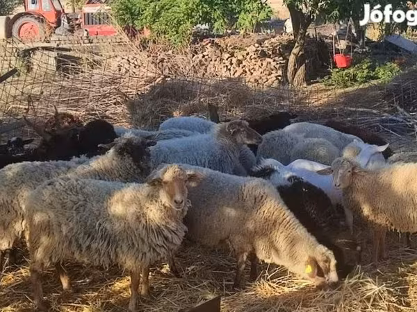 Juhok (tétel, nem megadva), Dorper sheep