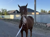 Hing, Arabian horse — 4. fotó
