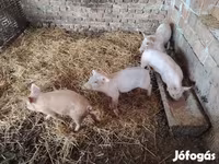 सूअर (लॉट, लिंग निर्दिष्ट नहीं), सूअर — फ़ोटो 3