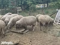 Ram, Merino sheep — photo 5