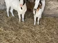 Cabra, Boer goat — foto 3