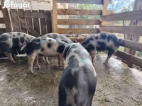 母猪, Pigs — 照片 5