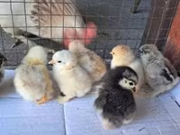 Pekin Bantam — photo 3