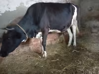 بقرة, Russian Black pied cattle — الصورة 3