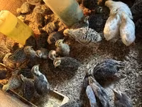 Quails — photo 1