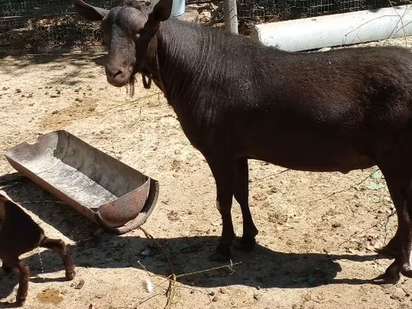 Ziegenbock, Murcia-Granada goats