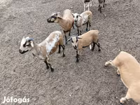 Kos, Cameroon sheep — 5. fotó