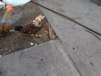 Chickens — foto 2