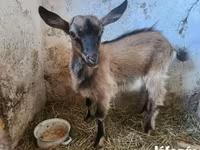 Goat, Goats — photo 6