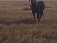 حصان, Altai horse — الصورة 5