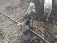Boar, Pigs — photo 7