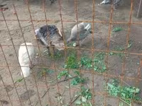 Geese — zdjęcie 3