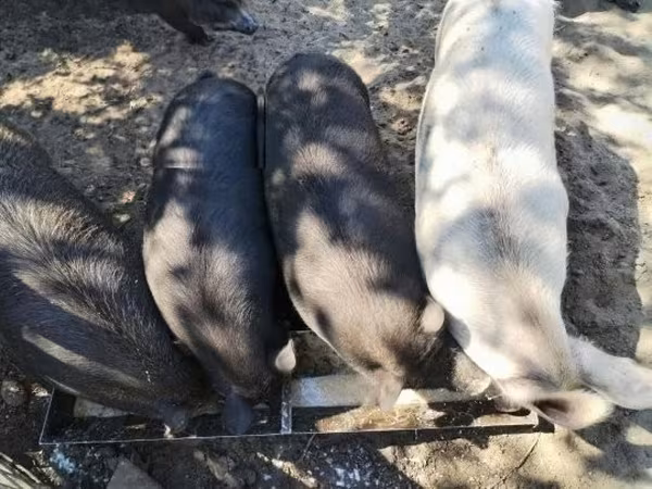 Suínos (lote, sexo não especificado), Porcos — Hungria