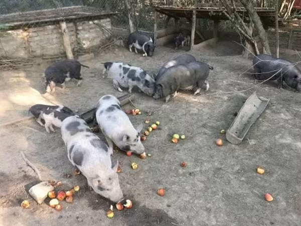 公猪, 