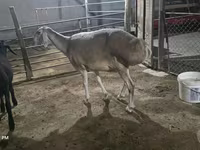 نعجة, Afghan Arabi sheep — الصورة 3
