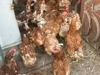 Chickens — फ़ोटो 1