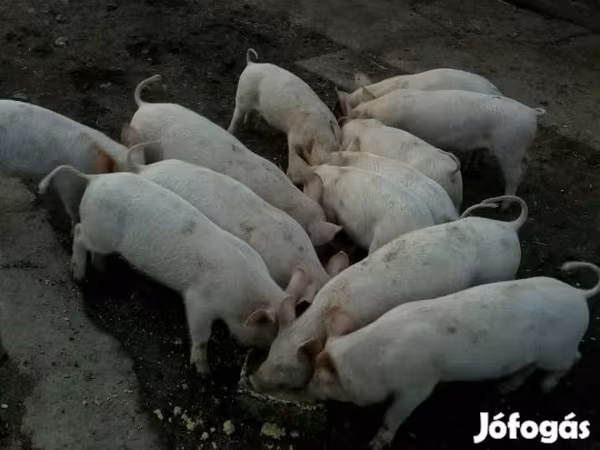 公猪, Pigs — 匈牙利