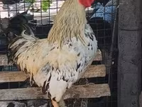 Chickens — 2-сурет