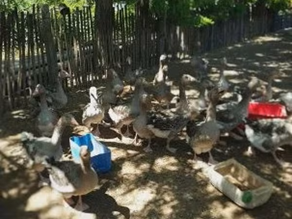 Geese