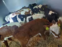 Bika, Simmental cattle — 1. fotó