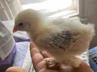 Brahma — Foto 1