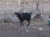公羊, Shetland sheep — 照片 6