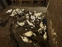 Ducks — photo 1