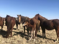 Yegua, Horse breed — foto 2