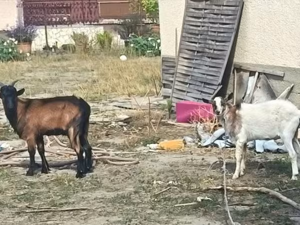 Ziegenbock, Ziegen — Ungarn